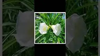 types of oleander flowers plant. kanaer ke flowers plant kitne type ke hote h