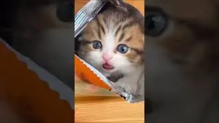 Cute cat 🥰
