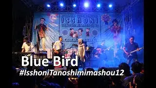 Ikimonogakari - Blue Bird Cover by Maestoso Live at Isshoni Tanoshimimashou 12 FIB UB