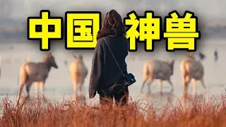 寻找神兽，在中国Safari是种什么体验？