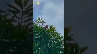 Rosella sounds ( Rosella parrot singing )