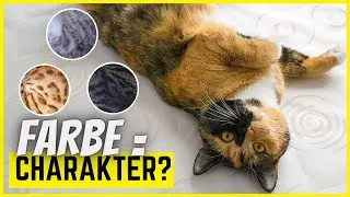 Das verr&auml;t die Fellfarbe &uuml;ber die Pers&ouml;nlichkeit deiner Katze!