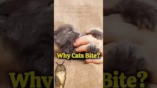 Why Cats Bite Their Owners 🐾 | Explained!