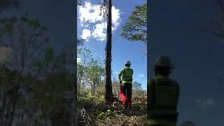 Dropping a pine tree using an open face notch