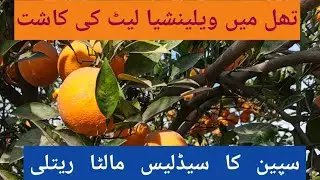 Valencia Late Orange Spanish Variety successful In Deserts Baghban Consultant Ishaq Ahmad03211000448