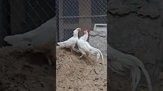 Beautiful white aseel pair 🤍.Good breeder. Good quality pairs🐔#shorts #aseel #rooster #shortsfeed