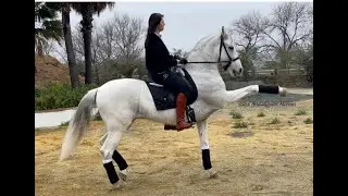 PRE Schoolmaster /Passage/Piaffe *For Sale!! Iberian Horse