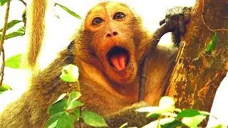 MG, Sweetpea monkey cries very loudly, Why SP cry loudly like this