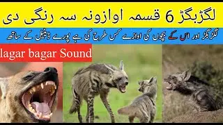 Lakadbaggha Sound || lagar bagar sound || da lagar bagar awazoona||hyenas sound