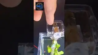 Worlds Smallest filter Questions anwers #hangonbackfilter #aquariumhobby #plantedtank #aquascape