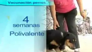 Mascota saludable igual a due&ntilde;o saludable