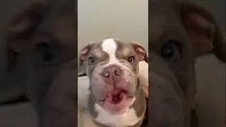 WAIT FOR THE BEAT *2 😭🐶 #labrador #dogtrend #fyp #forupage #funnydog #frenchbulldog #dogtrend #dog