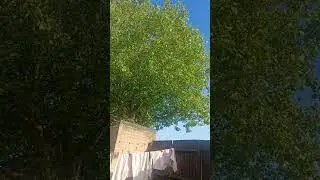 Police service plane over coventry (10.06.25)