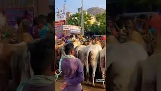 Krishnagiri 👑