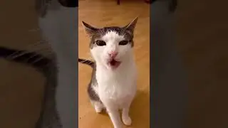 Cat Meme Compilation #memes #funnyvideo #cat