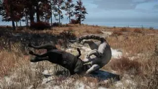FAR CRY 4: RARE WOLF VS SNOW LEOPARD
