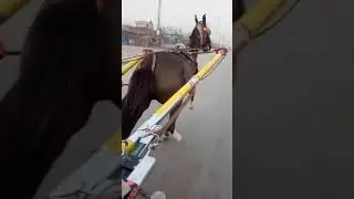 New Horse Try Peshawar 2021 Pakistani Tonga Racers Official Page