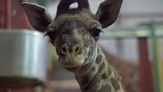 Caring for Amari, the giraffe calf