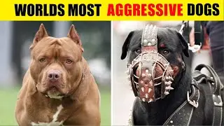 Top 10 Most Dangerous Dogs In The World || EVOLUTIONARY WORLD