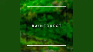 Rainforest