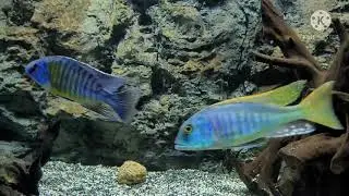 220 Gallon Predator Hap Tank Missing Something