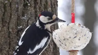 Дятлы тоже едят сало / Woodpeckers also eat lard