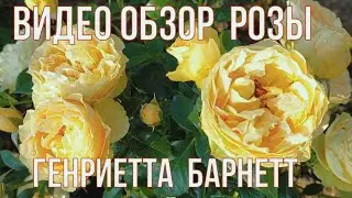Видео обзор розы Генриетта Барнетт - Henrietta Barnett (Harkness Великобритания, 2007)