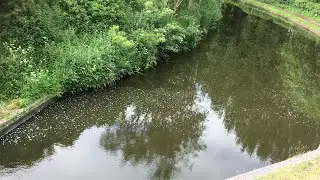 ​Four Species From An Early Morning Canal Session