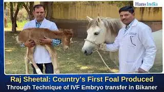 Raj Sheetal: Country&rsquo;s First Foal ProducedThrough Technique of IVF Embryo transfer in Bikaner
