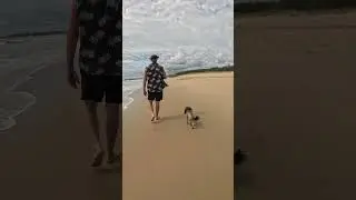 Dog walk at off leash beach Part 1 #cute #dog #puppy #doglife #cutedog#dogwalk #beach #beachlife