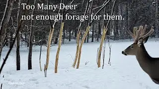 Deer Eating Staghorn Sumac Tree Bark 
