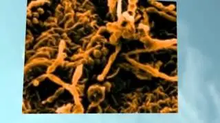 A-1 Certified Environmental Services | Indoor Air Quality Testing in Sacramento CA