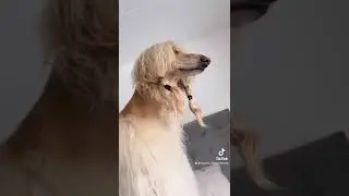 Legolas, the Afghan Hound, jumping around.