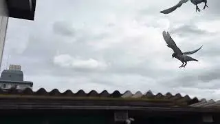 鳩なりI時間遠征組が帰ってから更にスピードアップ1時間半