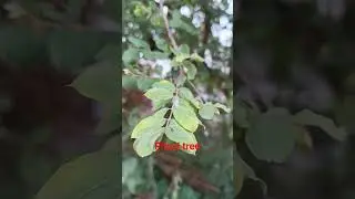 Terminalia phillyreifolia, Anogeissus acuminata, wood is used to make chariots for Jagannath