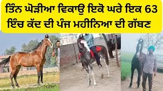 Mare for sale/horse for sale घोड़ी बिकाऊ #horselover #horsesale #horseforsale #shonkibande1110