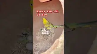 Why aren't you giving me eggs 🥚 #petvlog #birdsavairy #smallparrot #parrot #budgies