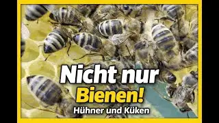 Nicht nur Bienen, Hühner und Küken