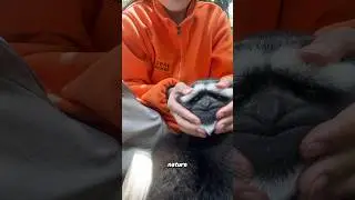Cute Gibbons 🙉🙉🫶#animals #funnypets #cute #shorts
