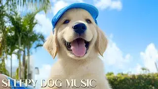 3 Hours Of Ambient Music For Pets 🐶 Creates A Peaceful Atmosphere And Eases Loneliness ❤️