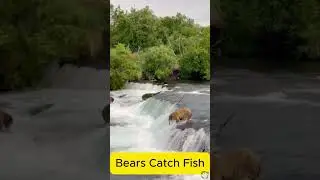 Real-Life Bear Fishing Is Insanely Cool 🐻🐟 #animallife #daily #animals #wildlifeshorts #natureshorts