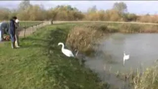 Stanwick Lakes