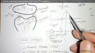 Graded Potential & Action Potential // Miller Harley