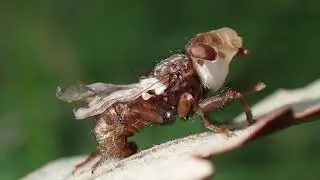 Newly eclosed Myopa testacea Bee Grabber Fly