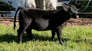 Brian Hess / KayBri-Ty Farm Prospect Heifer KILE 2023
