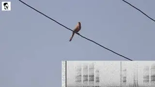 Large Grey Babbler Call with Spectrogram | Bird Song 63 | Type 2