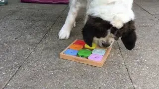 Bloem doet de Dog'Sudoku