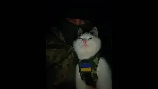Cats Around the World #trending#cats#fyp#compilation