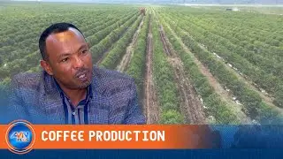 AUTHORITY ATTRIBUTES COFFEE PRODUCTION, PRODUCTIVITY GROWTH TO INTEGRATED EFFORTS