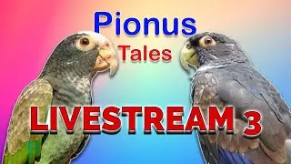 LiveStream 3 part 2 - General Q&A